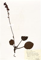 藏品(粉紅鹿蹄草)的圖片